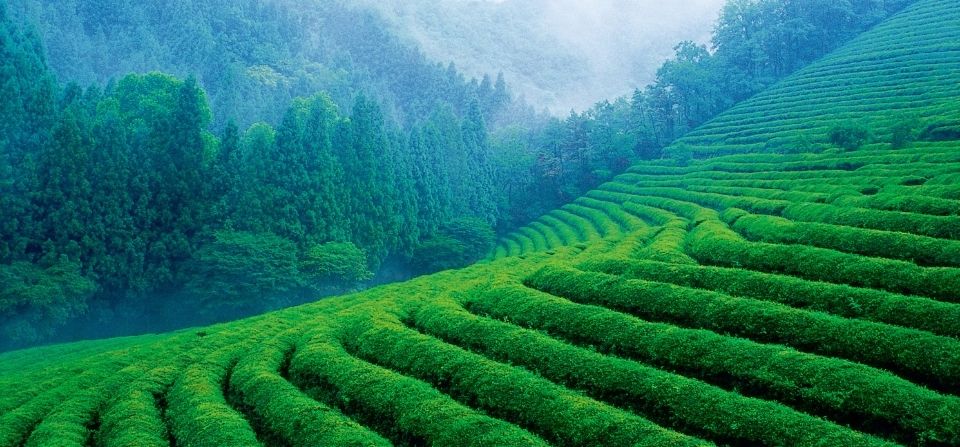 Green tea fields.