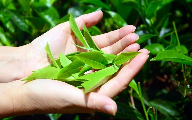 Hands holding the leaves of camellia sinensis.